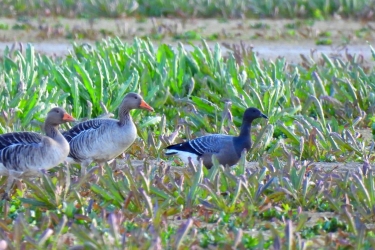 SOME BIRDS